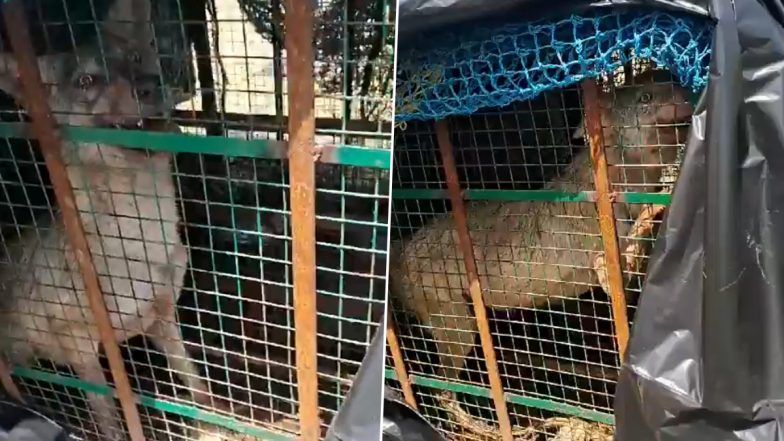 ‘Man-Eater’ Wolf Caught in Bahraich: Forest Department Catches Wolf That Killed 8 People in Uttar Pradesh, Video Surfaces