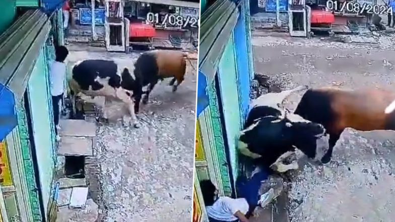 Ghaziabad: Man Narrowly Avoids Injury As Bulls Engaged in Fight Charge Towards Him in Keshav Nagar Colony, CCTV Footage Surfaces