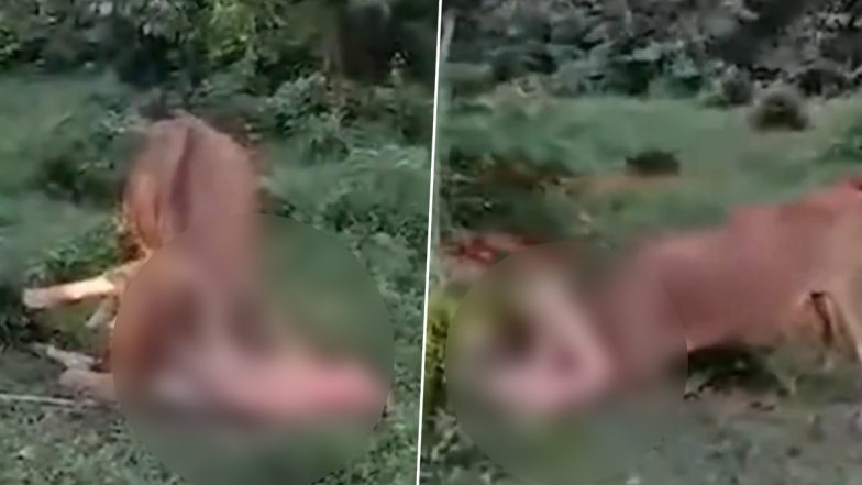 Naked Russian Tourist ‘Trying To Rape Cow’ Gets Attacked by Animal in Thailand, Police Rescue and Arrest Him; Disturbing Video Surfaces