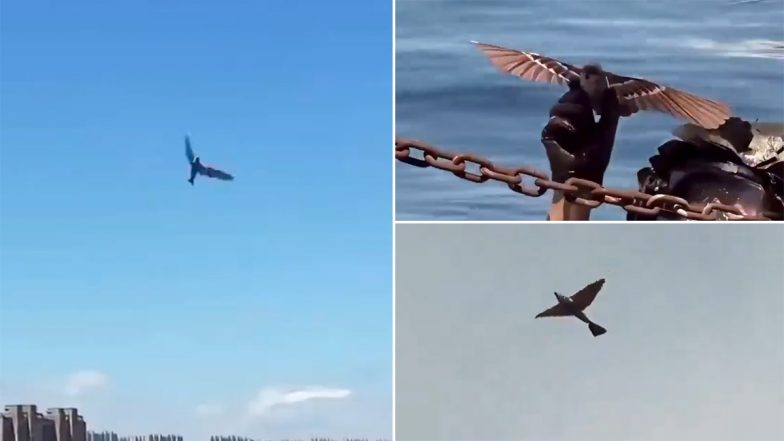 China: Chinese Army Reveals New Military Drones Disguised As Birds During Live-Fire Exercise in Jiangxi, Video Surfaces