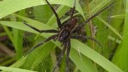 What Are Fen Raft Spiders? From Physical Characteristics to Feeding Habits, All You Need To Know About Giant &lsquo;Rat-Sized&rsquo; Spiders That Are Making a Comeback in UK