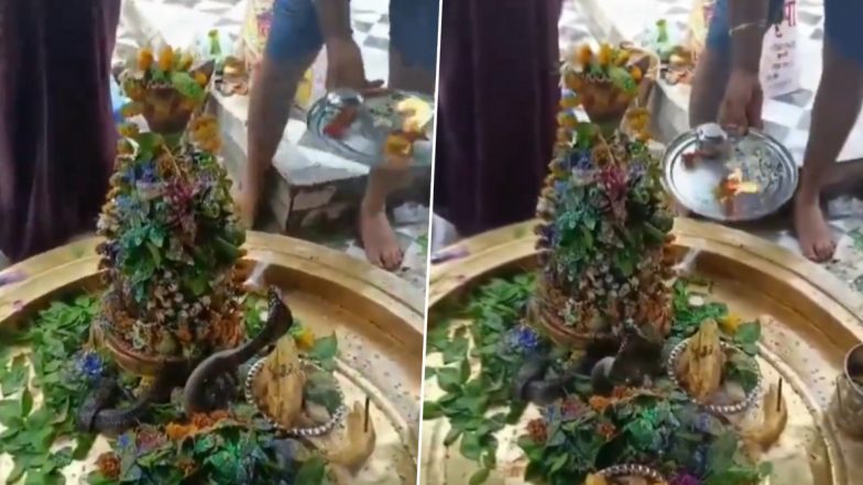 Sawan Somwar 2024: Devotees Witness Rare Sight As Cobra Coils Around Shivling at Jhansi’s Kedareshwar Temple (Watch Video)