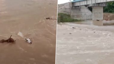 Madhya Pradesh: 50 Cows Thrown Into Swollen River in Satna District, 20 Dead; 4 Booked After Video Goes Viral