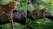 Heterochromia in Animals: Leopard With Different Eye Colours Caught in Lenses in Bandipur Tiger Reserve, Know All About the Rare Genetic Mutation