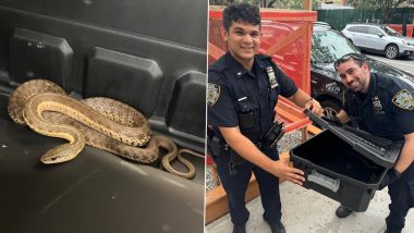 US: 3-Foot Long Snake Found on New York City Streets; Safely Captured by NYPD ( See Pics)