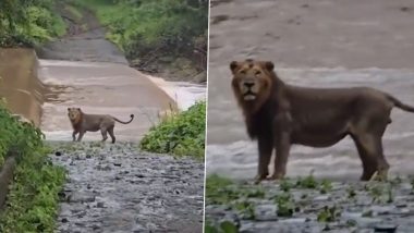 Gujarat Rains: Lion Avoids Entering Flood Water in Gir Forest, Video Goes Viral