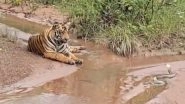 Jungle Faceoff: Tiger, Cobra Come Face-to-Face at Tadoba-Andhari Tiger Reserve (Watch Video)