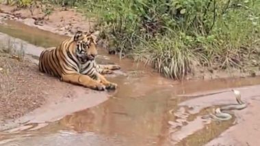 Jungle Faceoff: Tiger, Cobra Come Face-to-Face at Tadoba-Andhari Tiger Reserve (Watch Video)