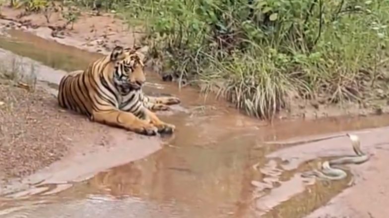 Confrontation in the jungle: Tiger and cobra face off in the Tadoba-Andhari Tiger Reserve (watch video)