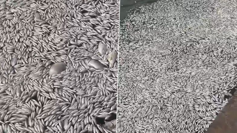 Greece: 40 Tonnes of Dead Fish Found in Volos Port After Floods Displace Thousands from Freshwater Habitats