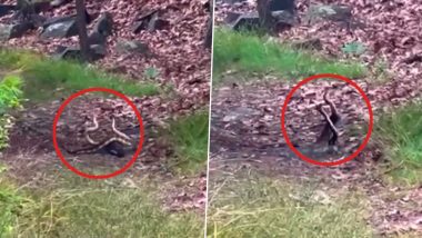 Snakes Wrestling or Mating? Rattlesnakes Spotted Engaging in Intense ‘Fight’ on Hiking Trail at Blue Hills Reservation in Boston, Hikers Share Video