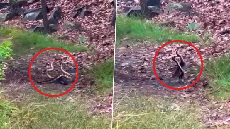 Snakes Wrestling or Mating? Rattlesnakes Spotted Engaging in Intense ‘Fight’ on Hiking Trail at Blue Hills Reservation in Boston, Hikers Share Video