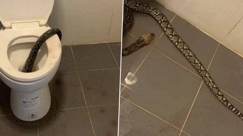 Snake Attack in Thailand: Man Gets Bitten in His Testicles by Giant Python While Using Toilet