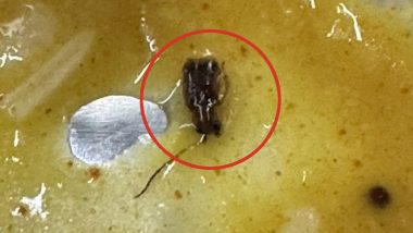 Cockroach Found in Meal on Train: Passengers Find Live Insect in Dal Served in Vande Bharat Express Travelling From Shirdi to Mumbai, Files Complaint (See Pics and Video)