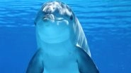 'Sexually Frustrated' Dolphin Attacking Beachgoers in Japan's Wasaka Bay, Rubs Its Genitals Against People During Attacks: Report
