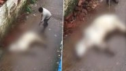 Animal Cruelty in Jabalpur: Man Thrashes, Inserts Iron Rod in Cow&rsquo;s Private Parts for Tresspassing His Field in Madhya Pradesh, Disturbing Video Surfaces