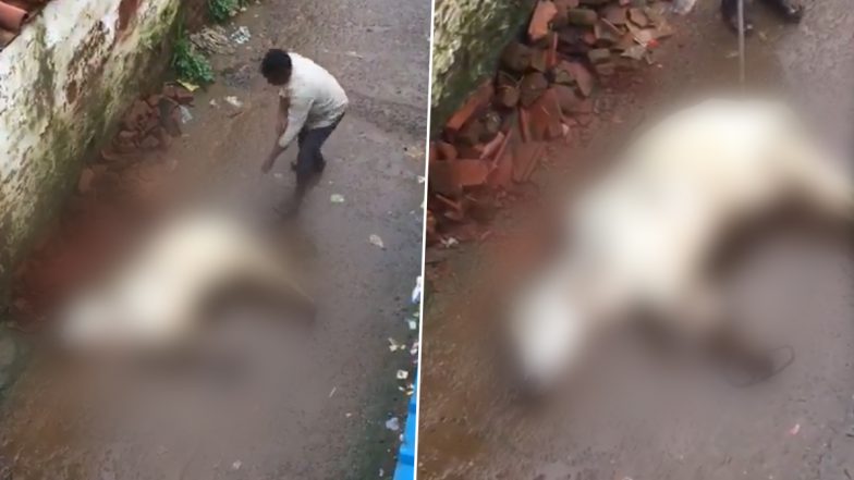 Animal Cruelty in Jabalpur: Man Thrashes, Inserts Iron Rod in Cow’s Private Parts for Tresspassing His Field in Madhya Pradesh, Disturbing Video Surfaces