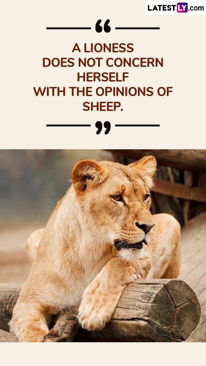 World Lion Day Wishes Quotes And Messages To Observe This Important Day ัั ัััั Latestly World Lion Day Wishes Quotes And Messages To Observe This Important Day ัั ัััั Latestly