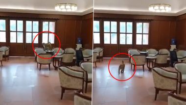 Monkey Inside Parliament Video: Animal Enters Sansad Premises, Sits on Chair Inside MPs’ Lobby