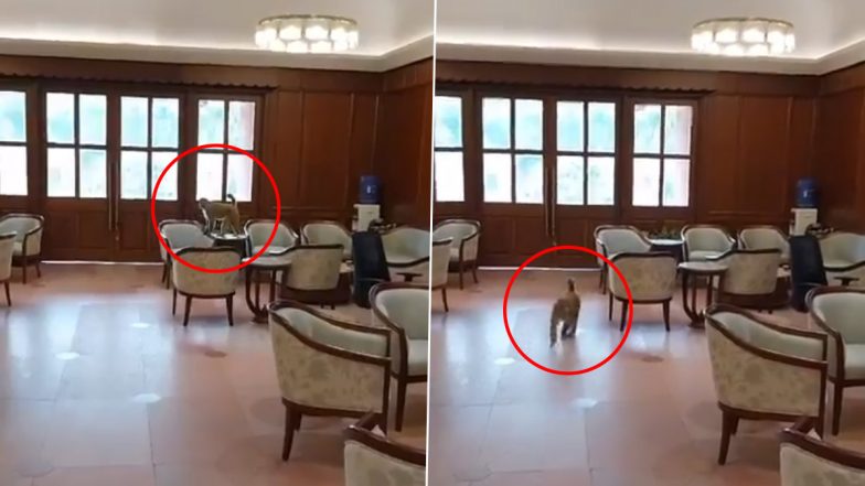 Monkey Inside Parliament Video: Animal Enters Sansad Premises, Sits on Chair Inside MPs’ Lobby