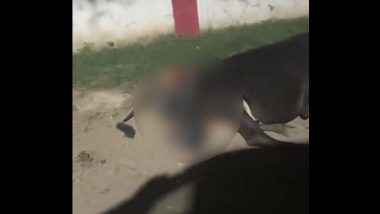 Meerut: Man Caught on Camera While Raping Cow Outside Temple, Arrested by UP Police for Unnatural Sex (Disturbing Video)