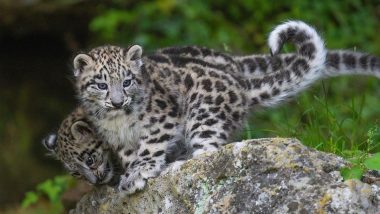 Leopard in Ratnagiri: Video of Students Playing With Leopard Cub Inside Zilla Parishad School in Maharashtra's Guhagar Goes Viral