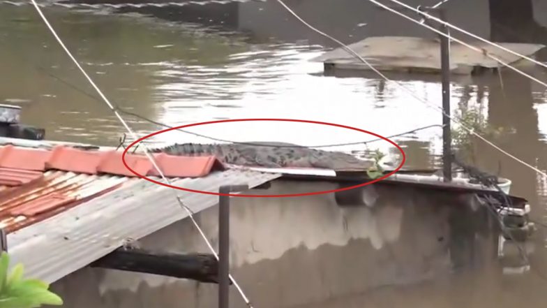 Gujarat Rains: Crocodile Found Resting on House Roof As Floodwaters Rise in Vadodara (Watch Video)