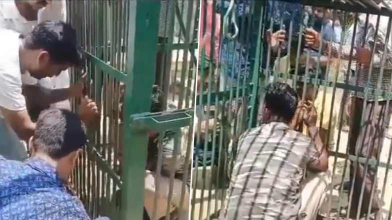 Tiger Terror in Lakhimpur Kheri: Forest Employee Gets Trapped in Cage Set Up for Big Cat in Uttar Pradesh (Watch Videos)