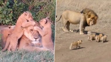 World Lion Day 2024 Videos: These Adorable Moments of Lions and Their Baby Cubs Are Too Cute To Miss!