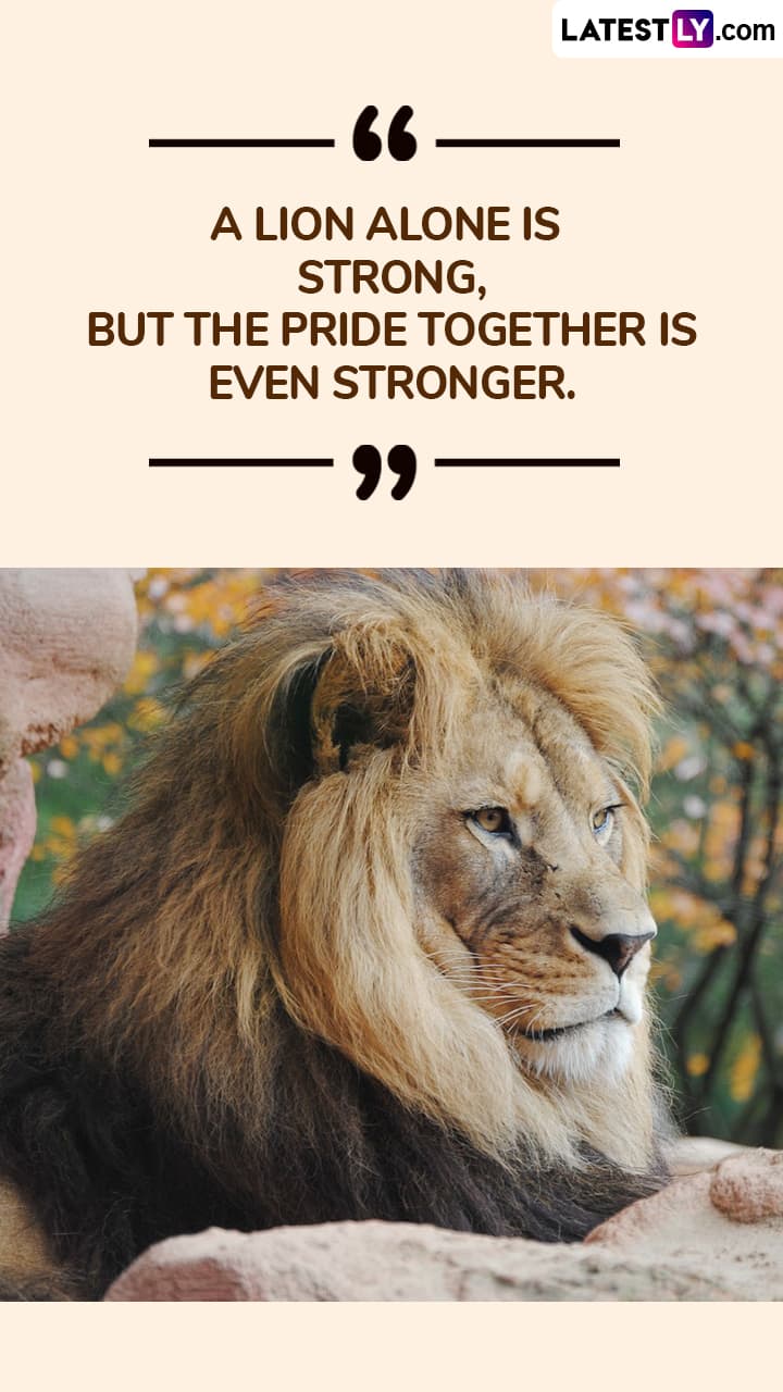 World Lion Day Wishes Quotes And Messages To Observe This Important Day ัั ัััั Latestly World Lion Day Wishes Quotes And Messages To Observe This Important Day ัั ัััั Latestly