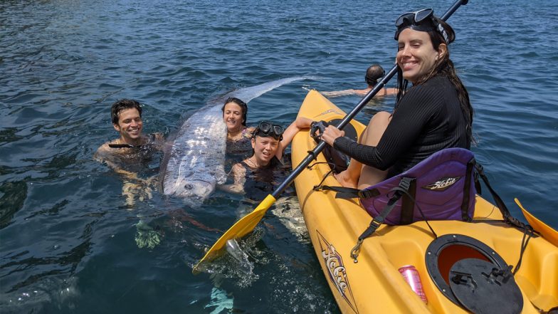 'Doomsday Fish' Found in US: Rare 12-Foot-Long Oarfish aka Sea Serpent Washes Up on La Jolla Cove Beach in San Diego (See Pics and Video)