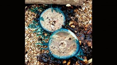 Jellyfish in Mumbai: Blue Button Jellyfish Turn Up on Girgaon Chowpatty; Know How To Be Safe and Treat Its Sting