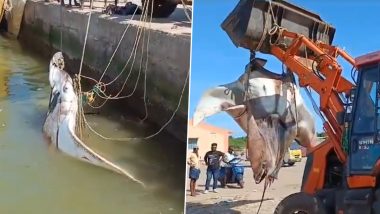 Manta Ray Caught in Andhra Pradesh: Giant Fish Weighing 1,500 kg Caught by a Fisherman at Mini Harbour in Konaseema (Watch Videos)