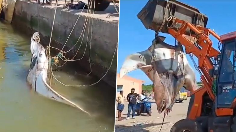 Manta Ray Caught in Andhra Pradesh: Giant Fish Weighing 1,500 kg Caught by a Fisherman at Mini Harbour in Konaseema (Watch Videos)