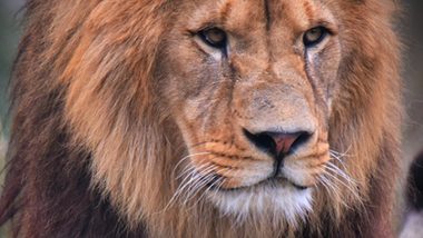 World Lion Day Wishes, Quotes and Messages To Observe This Important Day