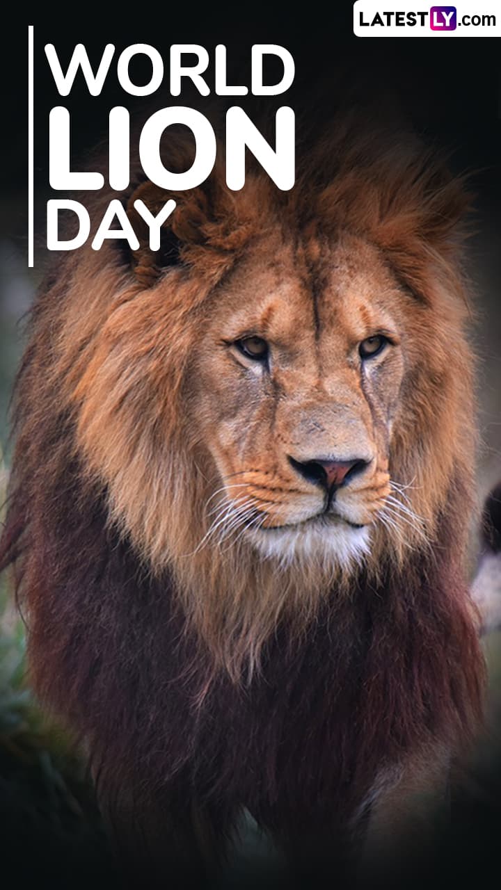World Lion Day Wishes Quotes And Messages To Observe This Important Day ัั ัััั Latestly World Lion Day Wishes Quotes And Messages To Observe This Important Day ัั ัััั Latestly