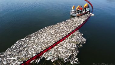 Can Poland Save the Oder River from Toxic Algae Blooms?