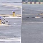 Bihar: 3 Mongooses Clash With Snake on Runway at Patna Airport in Rare Wildlife Battle, Video Goes Viral