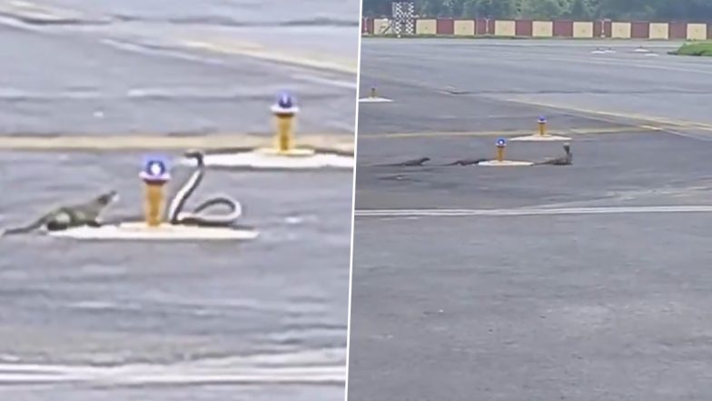 Bihar: 3 Mongooses Clash With Snake on Runway at Patna Airport in Rare Wildlife Battle, Video Goes Viral