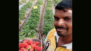 Gujarat’s Dang Declared As Fully Natural Farming District, Boosting PM Narendra Modi’s Push To Transform Farms; Tribal Youth Plant 25000 Strawberry Saplings