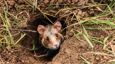 Should Bulldozers Make Way for Hamsters?