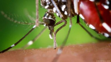 The Most Dangerous Mosquito-borne Diseases