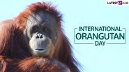 International Orangutan Day 2024 Date and Significance: Know All About the Global Event To Raise Awareness and Take Action To Save Orangutans From Extinction