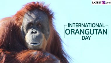 International Orangutan Day 2024 Date and Significance: Know All About the Global Event To Raise Awareness and Take Action To Save Orangutans From Extinction