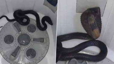 Cobra Found in Washing Machine: Family Finds Snake Coiled Inside Washing Machine in Rajasthan’s Kota, Video Surfaces