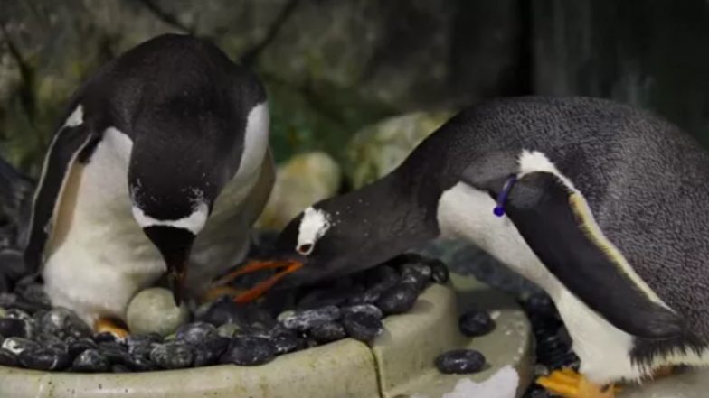 Gay Penguin Sphen Dies: Tragedy Hits Same-Sex Penguin Couple at Sea Life Sydney Aquarium, Male Gentoo Penguin Sphen Passes Away at 11, Leaving Behind Partner Magic