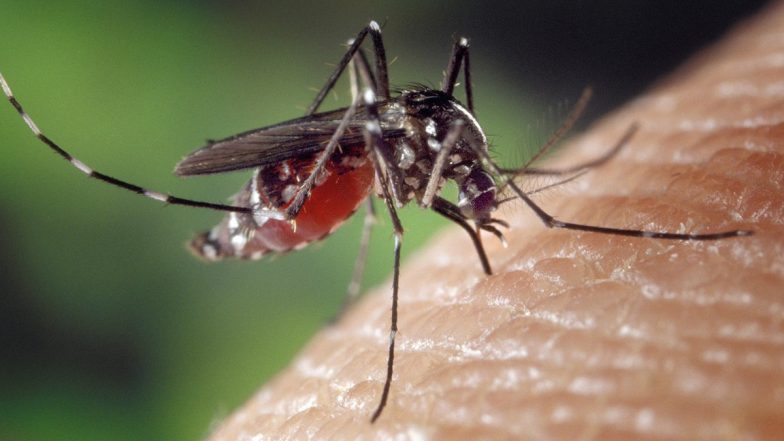 Mosquito-Borne Diseases on Rise in Delhi: City Sees Record High Chikungunya, Malaria Cases in 5 Years, Dengue on Wane | LatestLY