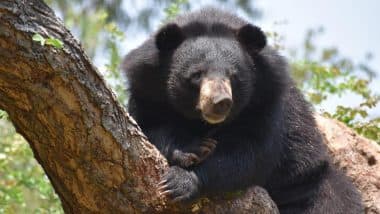 Bear Attack in US: Black Bear Mauls 3-Year-Old Girl in Tent at Montana Campground