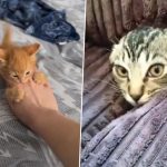 International Cat Day 2024 Videos: These Adorable Cat Moments Will Definitely Put a Smile on Your Face