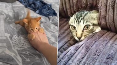 International Cat Day 2024 Videos: These Adorable Cat Moments Will Definitely Put a Smile on Your Face